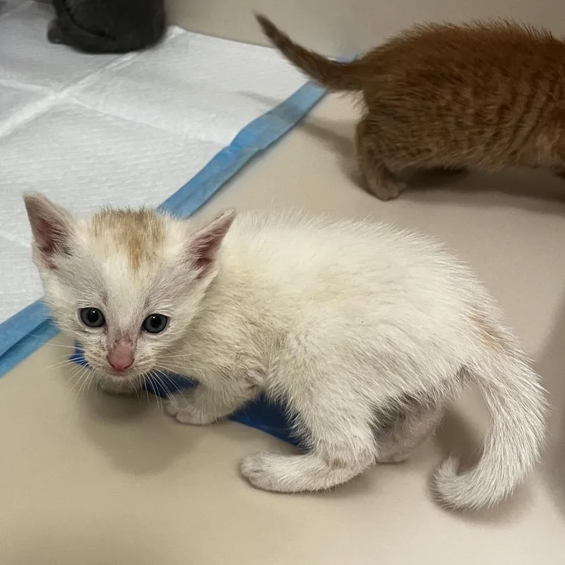 A baby small-sized female White Domestic Short Hair cat named Poppy for adoption in Los Angeles, CA