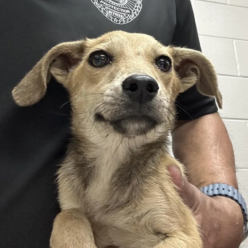 A baby small-sized female Brown / Chocolate Chihuahua dog named Della for adoption in Lufkin, TX