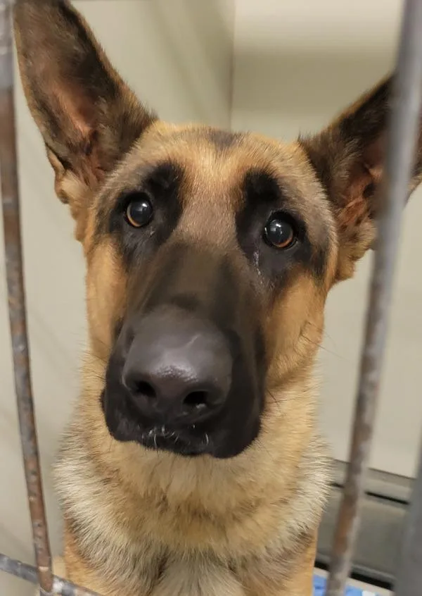 Nova