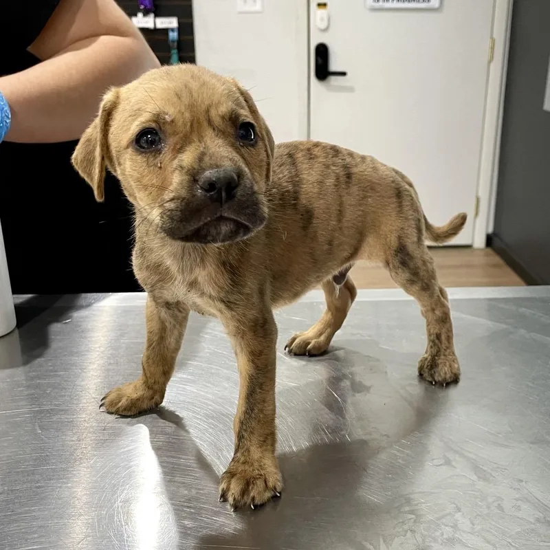 A baby medium-sized male Brindle Pit Bull Terrier dog named Ulysses for adoption in Livingston, TX