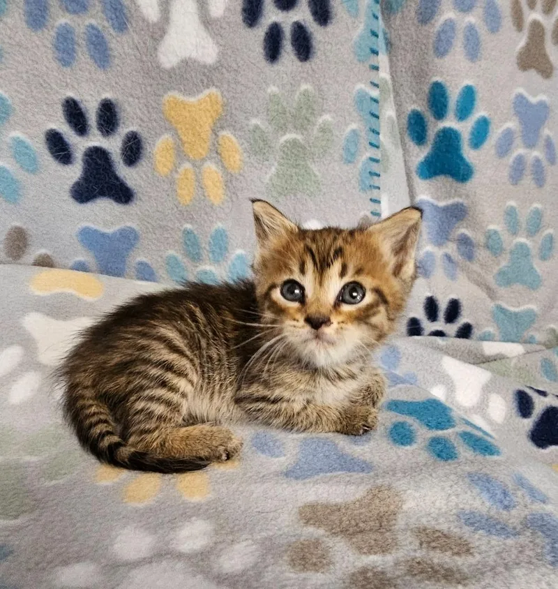 A baby small-sized female Domestic Short Hair cat named Sarah for adoption in Wabash, IN
