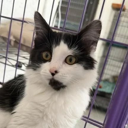 A baby small-sized male White Domestic Medium Hair cat named Lime for adoption in Taos, NM