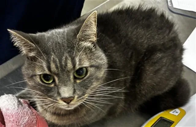 An adult medium-sized female Domestic Short Hair cat named Celestia for adoption in Upper Marlboro, MD