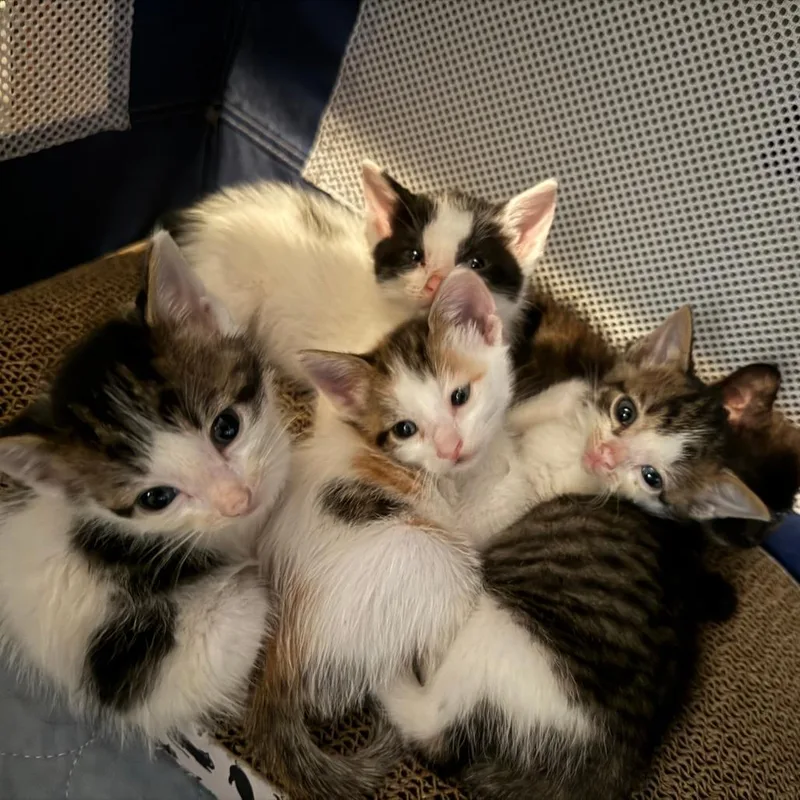A baby small-sized female Calico Domestic Short Hair cat named Coral for adoption in Jupiter, FL