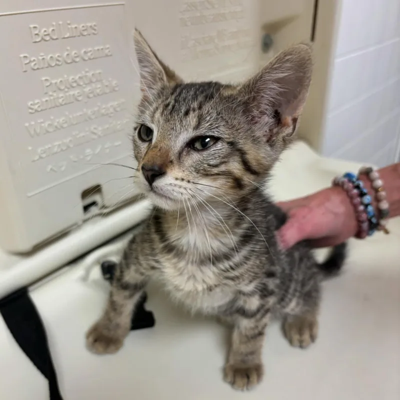 A baby medium-sized male Tabby (Brown / Chocolate) Tabby cat named Joey for adoption in Omaha, NE