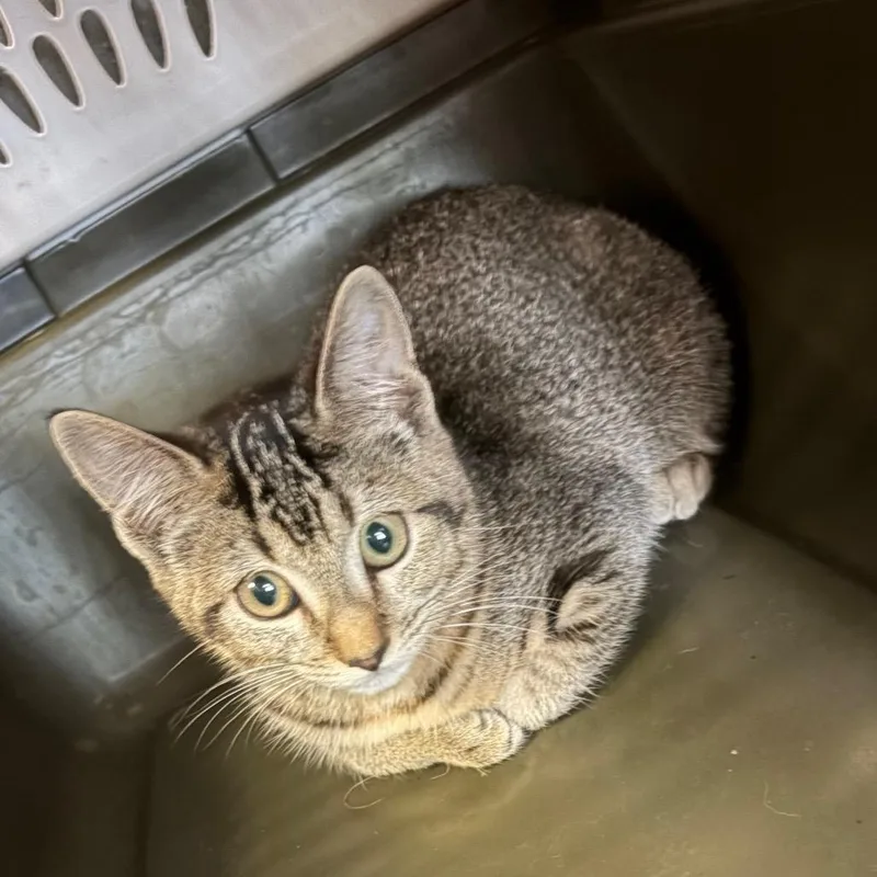 Suri