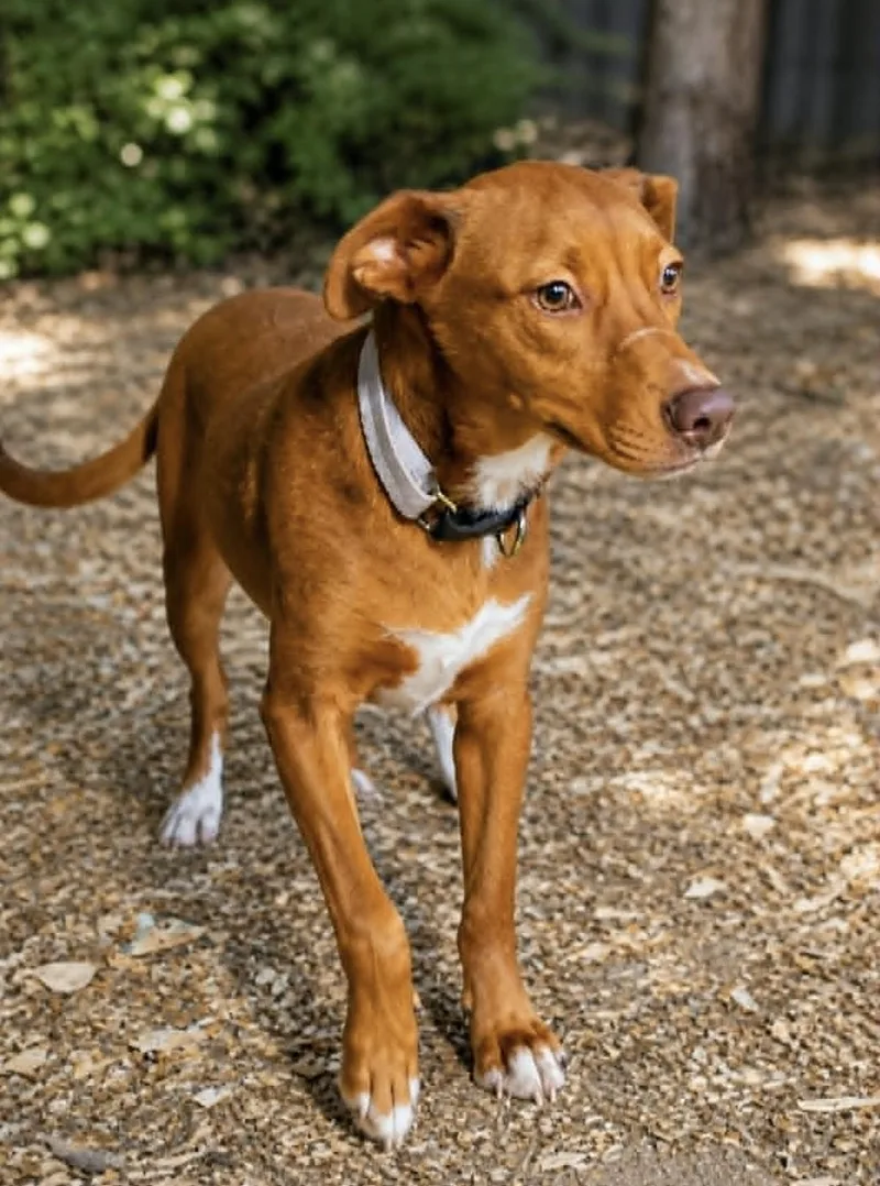 A baby medium-sized female Australian Kelpie dog named Red for adoption in Allen, TX