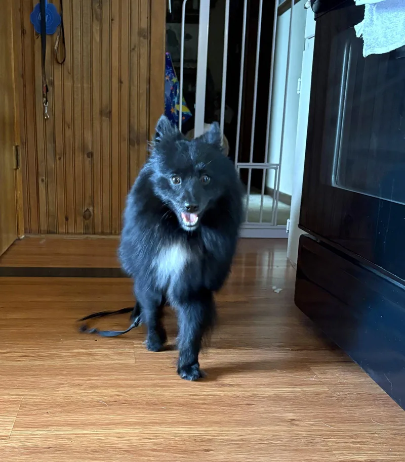 A young small-sized male Pomeranian dog named Yoshi for adoption in Wheaton, IL