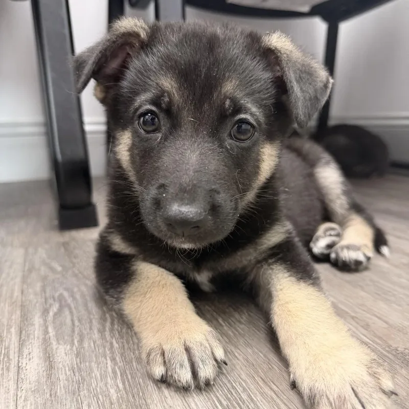 A baby small-sized male Yellow / Tan / Blond / Fawn German Shepherd Dog dog named Oakley for adoption in Aberdeen, NC