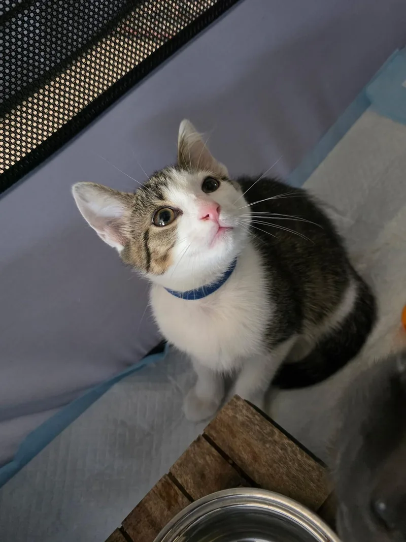 A baby small-sized female Tabby (Brown / Chocolate) Domestic Short Hair cat named Charisma for adoption in Odenton, MD
