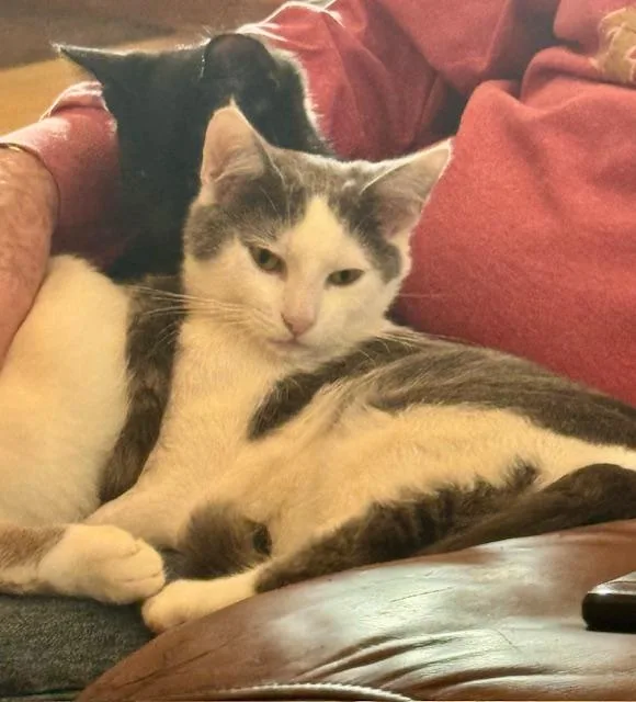 A young medium-sized male Gray & White Domestic Short Hair cat named Cupcake & Chip for adoption in Los Angeles, CA