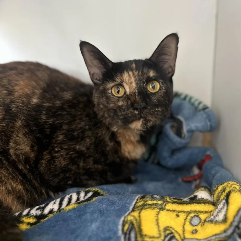 An adult medium-sized female Tortoiseshell Domestic Short Hair cat named Cosmopolitan for adoption in Matteson, IL