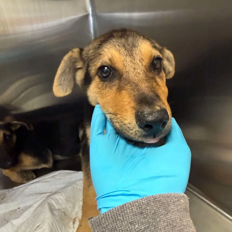 A baby small-sized male German Shepherd Dog dog named Ozzy for adoption in Bastrop, TX