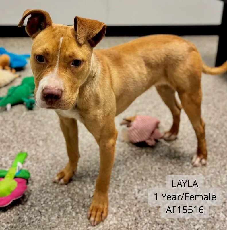 Layla