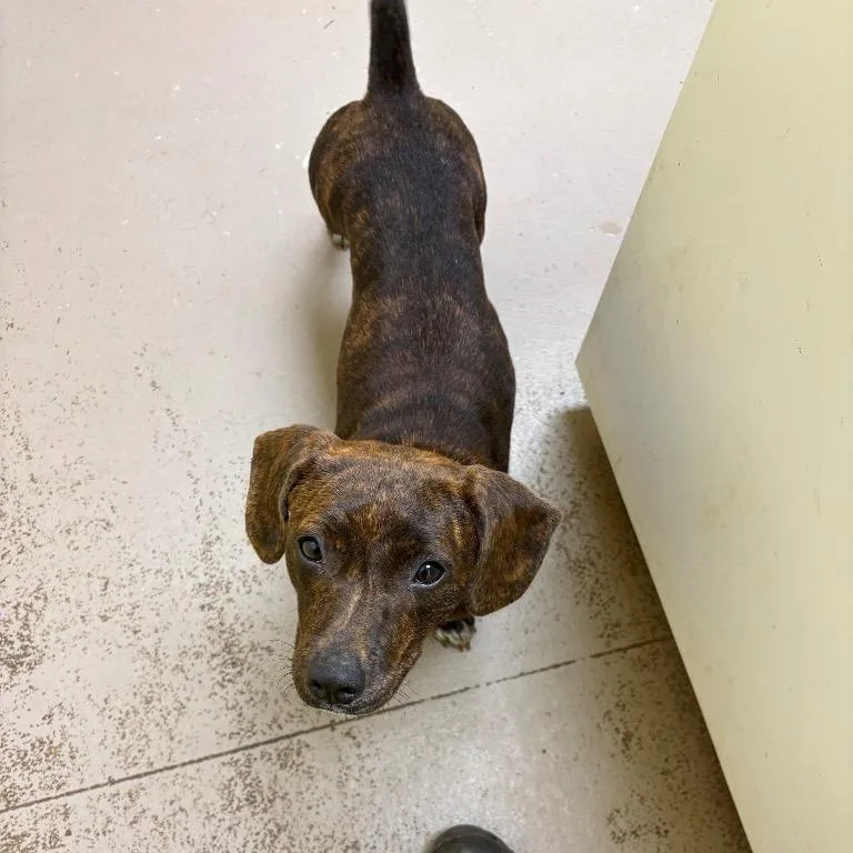 A young small-sized female Basset Hound dog named Junebug for adoption in Kennebunk, ME
