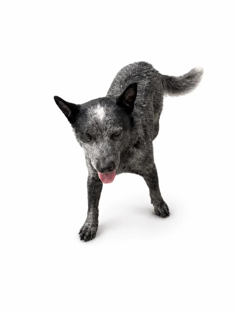 A young medium-sized male Australian Cattle Dog / Blue Heeler dog named Buttons for adoption in Wauchula, FL