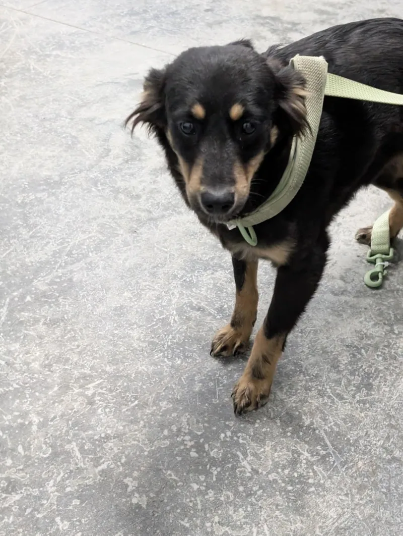 Buttercup thumbnail 2