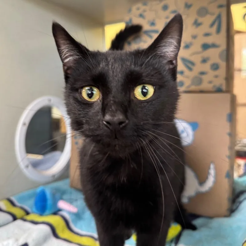 A young large-sized male Black Domestic Short Hair cat named Henrik for adoption in West Olive, MI