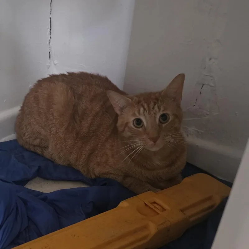 An adult large-sized male Orange / Red Domestic Short Hair cat named Boy for adoption in Jupiter, FL