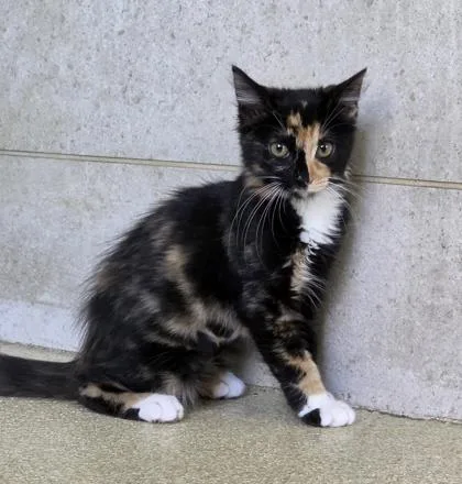 A baby small-sized female Domestic Short Hair cat named Sabrina for adoption in Honolulu, HI