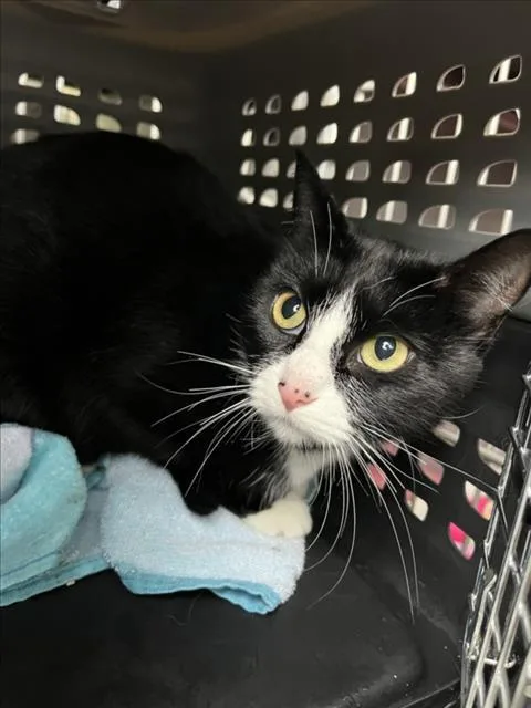 A young small-sized female Domestic Short Hair cat named Dr. Pepper for adoption in Derwood, MD