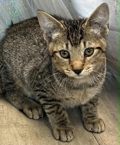 An adult small-sized male Domestic Short Hair cat named Neptune for adoption in Shreveport, LA