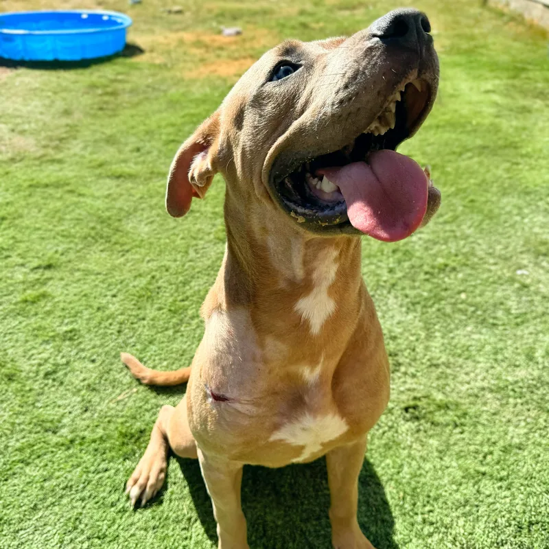 A young medium-sized male Apricot / Beige Mastiff dog named Duke for adoption in Haslet, TX