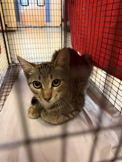 A baby medium-sized male Domestic Short Hair cat named Mortan for adoption in Miami, FL