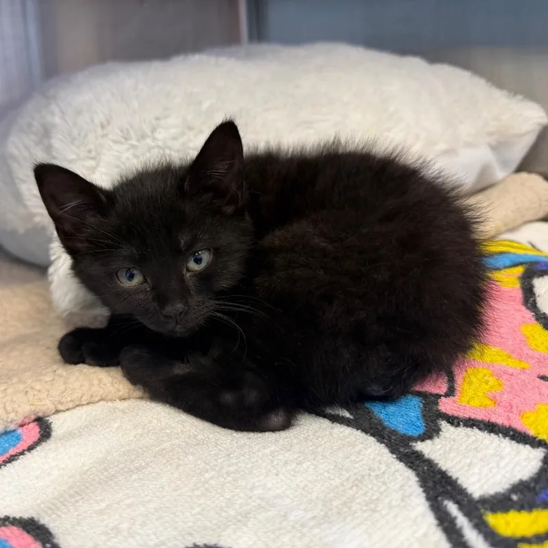 A baby small-sized female Black Domestic Short Hair cat named Bobbi for adoption in Madisonville, TN