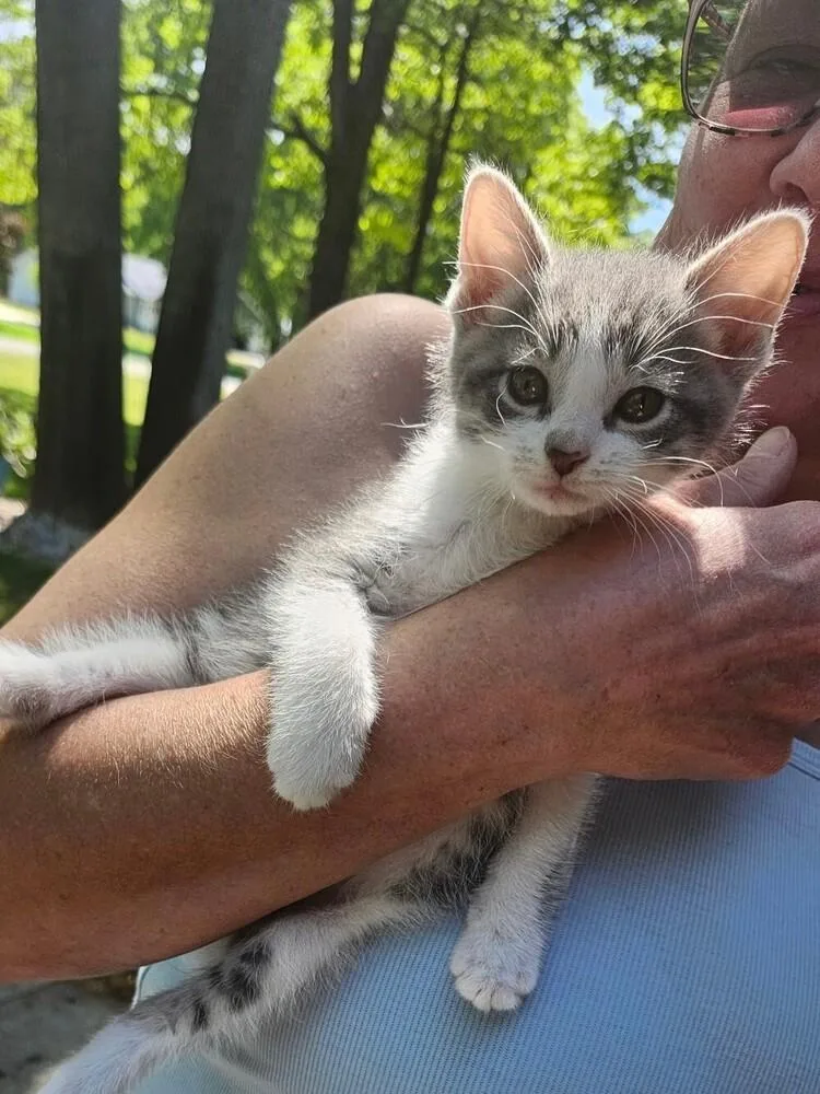 A baby small-sized male Gray & White Domestic Short Hair cat named Oscar for adoption in Muskegon, MI