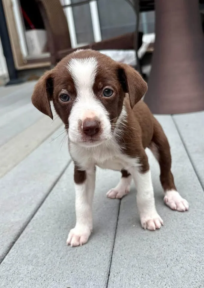 A baby medium-sized male Terrier dog named Otis for adoption in Berlin, NJ