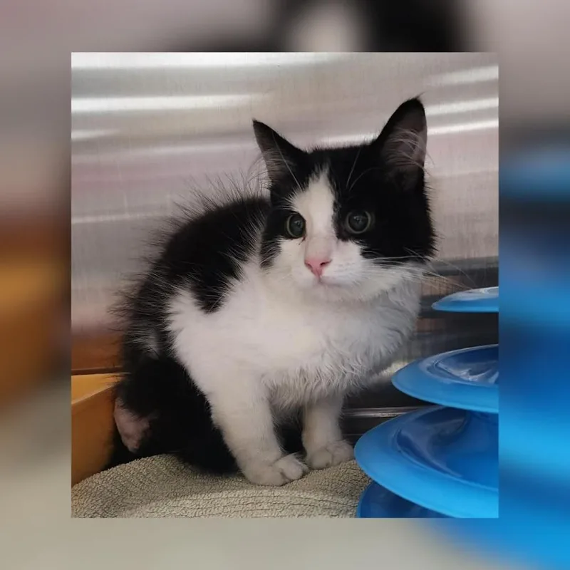 A baby small-sized male Black Domestic Long Hair cat named Jack for adoption in Toledo, OH