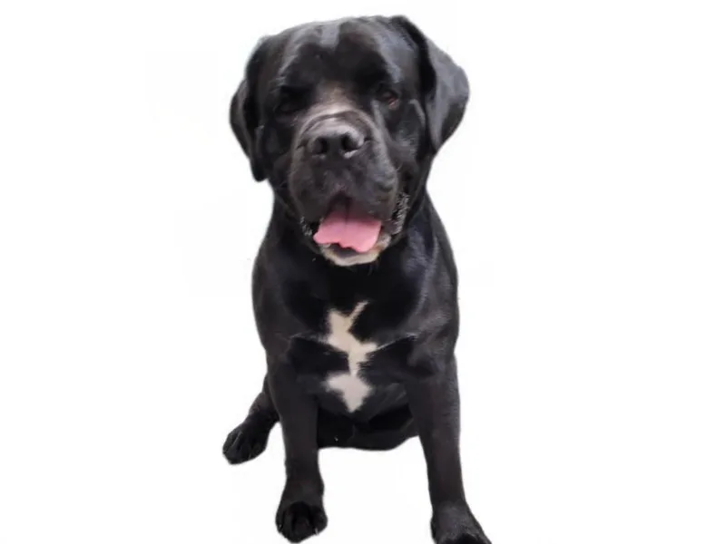 A young medium-sized male American Bulldog dog named Ben for adoption in Los Angeles, CA
