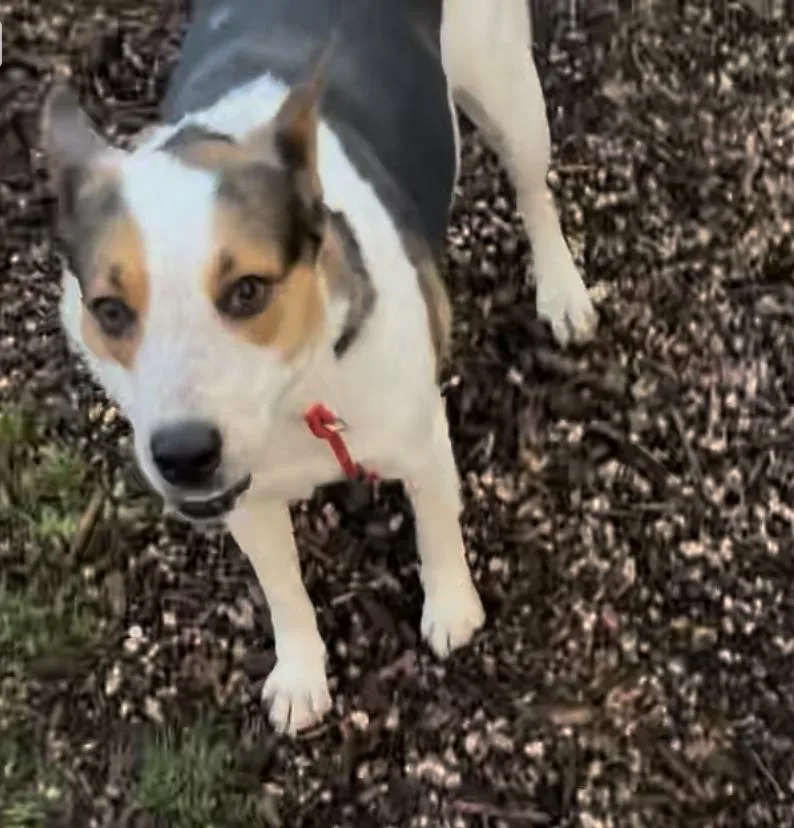 Mercedes thumbnail 5