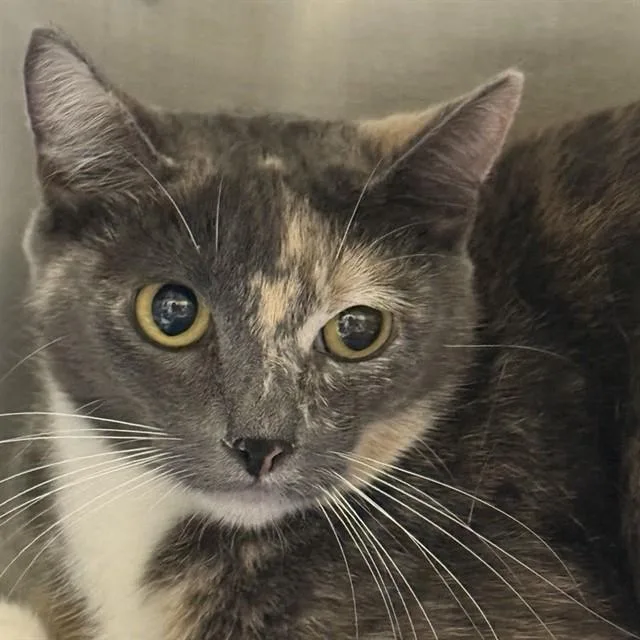 A young medium-sized female Domestic Short Hair cat named A for adoption in Alameda, CA