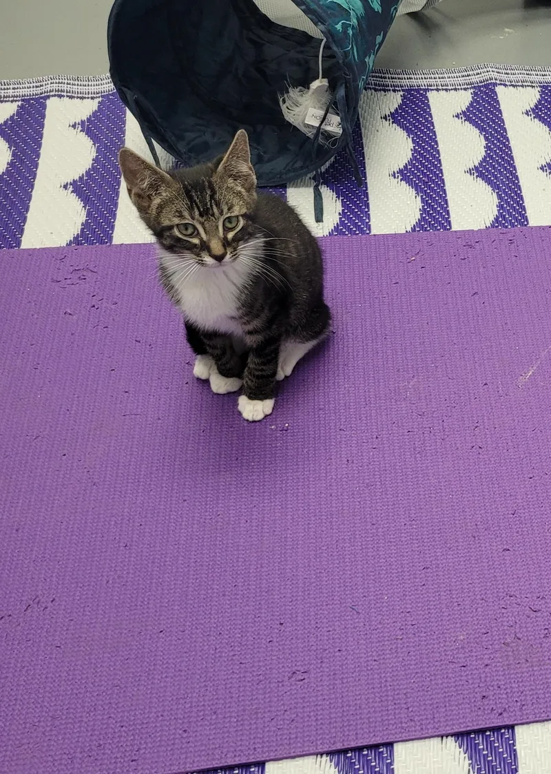 A baby small-sized female Tabby (Gray / Blue / Silver) Domestic Short Hair cat named Spark for adoption in Morganton, NC