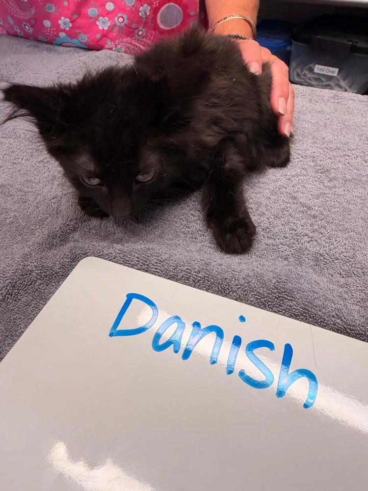 A baby small-sized male Black & White / Tuxedo Domestic Short Hair cat named Danish for adoption in Vancouver, WA