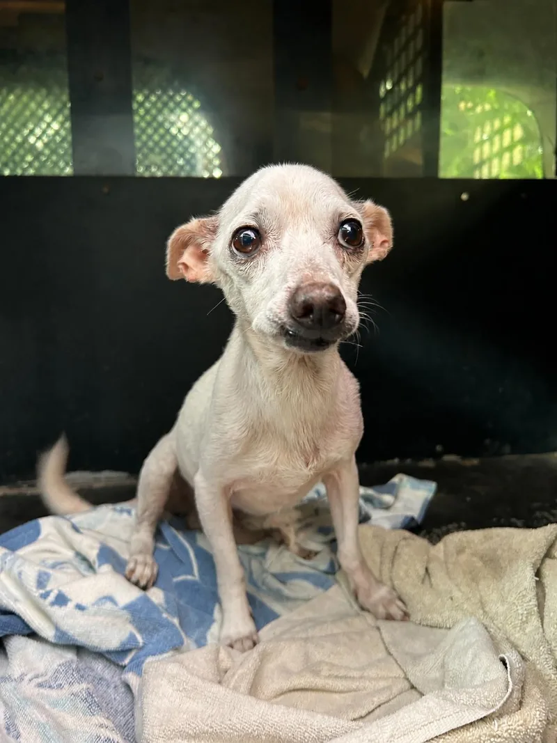 A senior small-sized male White / Cream Chihuahua dog named Poe for adoption in Windcrest, TX
