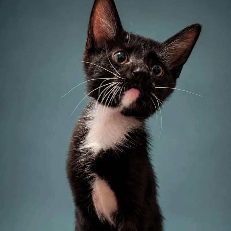 A baby small-sized male Black Domestic Short Hair cat named Luke Skywhisker for adoption in Huntsville, AL