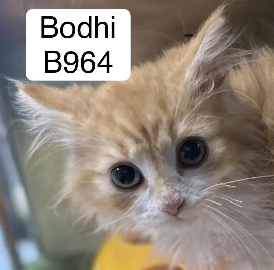 A baby medium-sized male Tabby (Orange / Red) Domestic Long Hair cat named Bodhi for adoption in Morganton, NC