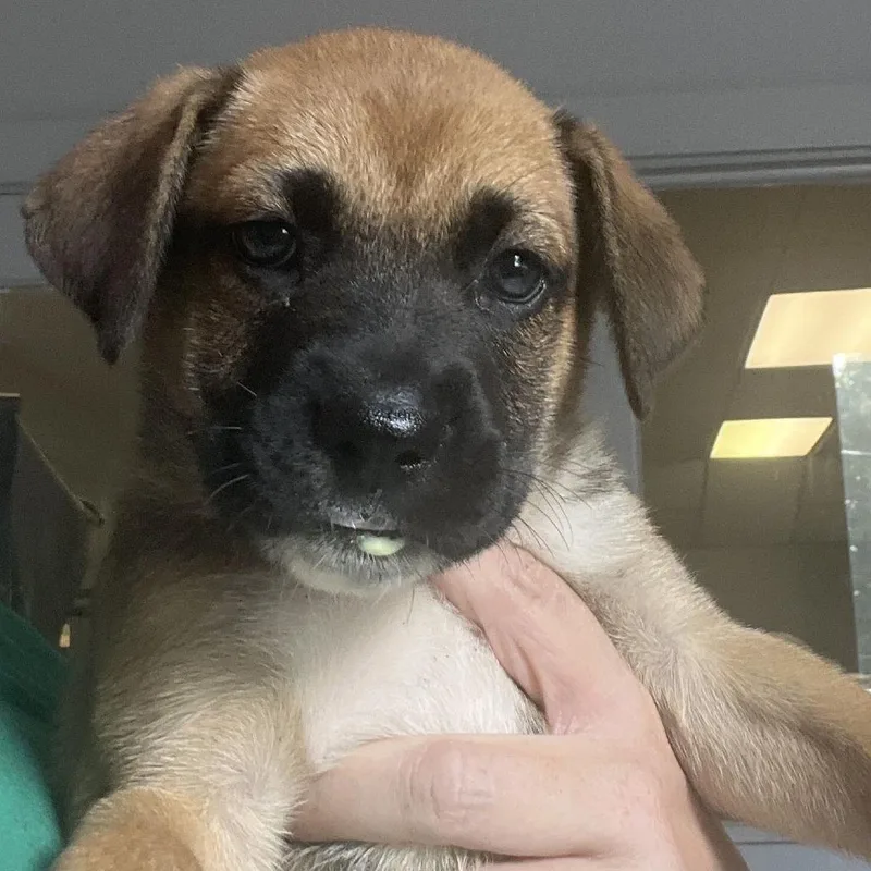 A baby small-sized female Brown / Chocolate German Shepherd Dog dog named Johanna for adoption in Oak Hill, WV