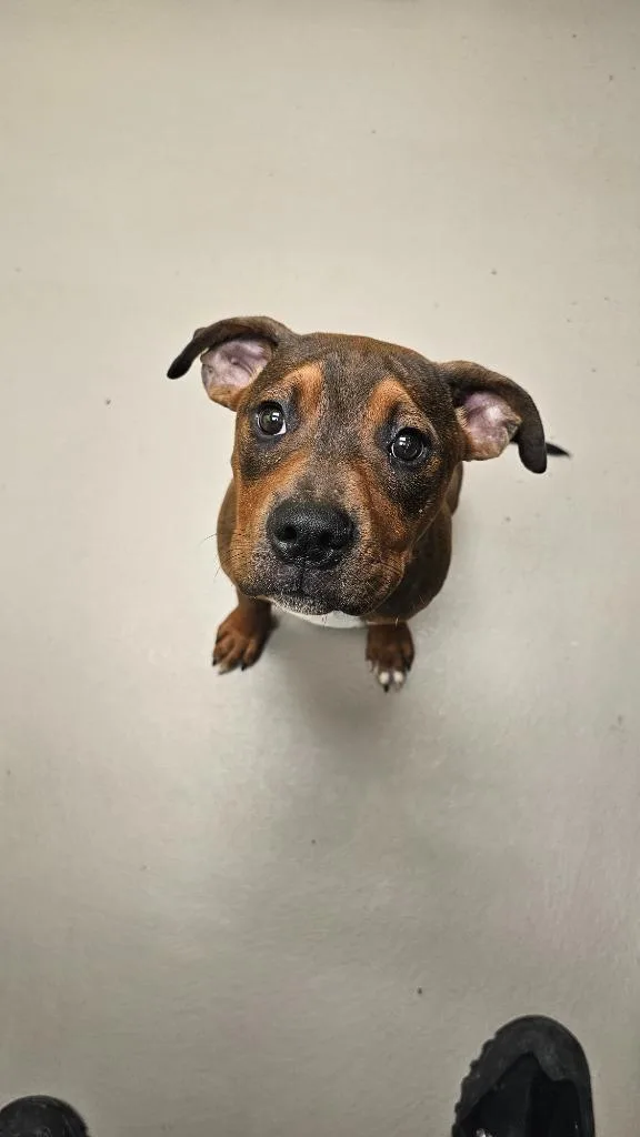 A baby medium-sized male Boxer dog named Cheesel for adoption in Crossville, TN