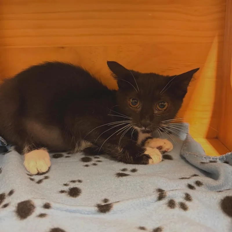 A baby small-sized female Black Domestic Short Hair cat named Shadow for adoption in Naples, FL