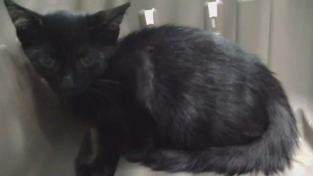 A baby small-sized female Domestic Short Hair cat named Jade for adoption in Gardena, CA