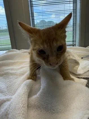 A young small-sized male Domestic Medium Hair cat named Easter Bunny for adoption in Lafayette, IN