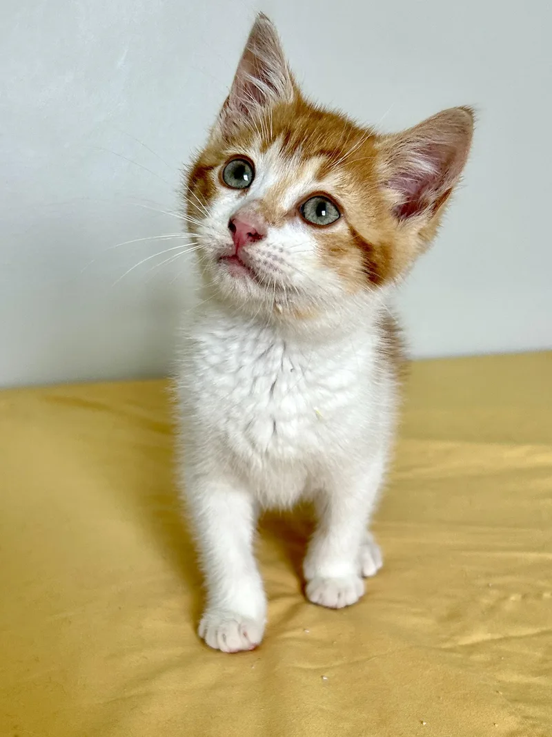 A baby medium-sized male Domestic Short Hair cat named Boomerang for adoption in Lancaster, PA