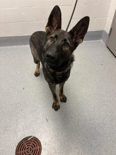A young large-sized female German Shepherd Dog dog named Fujisaki for adoption in Indianapolis, IN