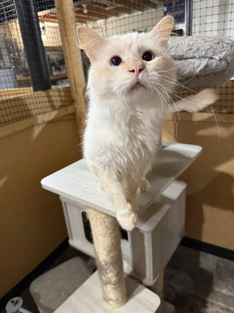 An adult large-sized male Domestic Medium Hair cat named Booker for adoption in Walled Lake, MI