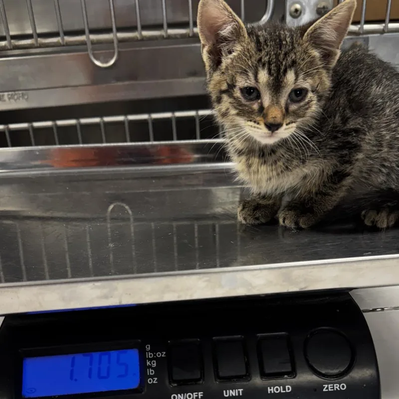 A baby small-sized male Brown / Chocolate Domestic Short Hair cat named Wynken for adoption in St Joseph, MO