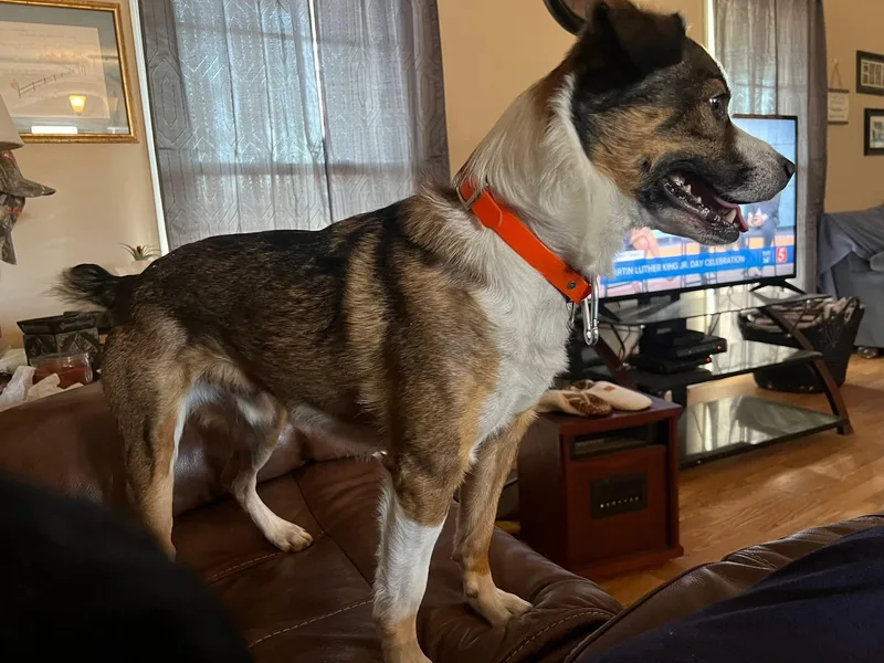 An adult medium-sized male Tricolor (Brown, Black, & White) Corgi dog named Peanut for adoption in Westwood, NJ